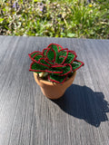 French beaded succulent
