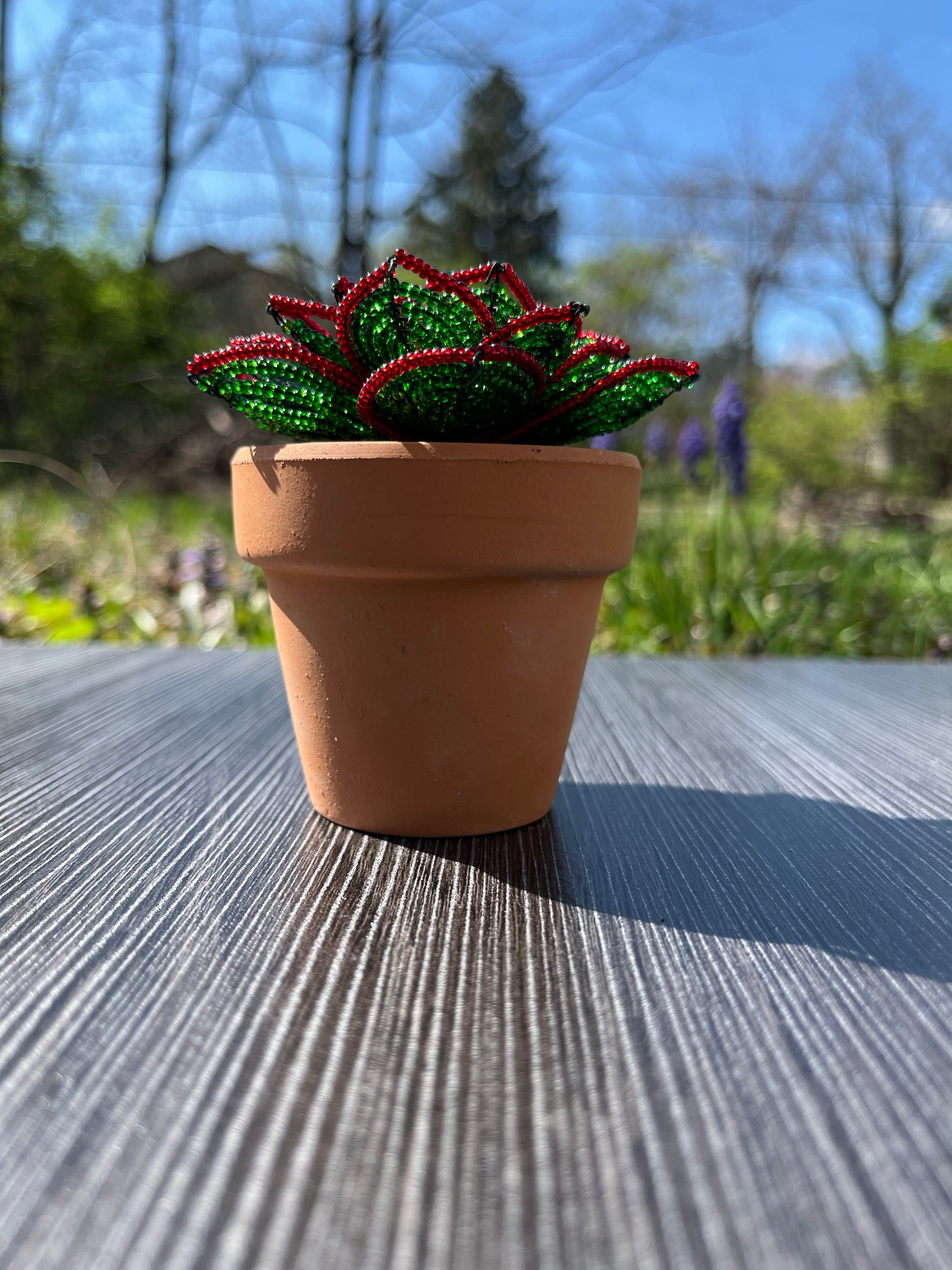 French beaded succulent
